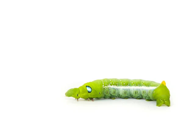 Groene vlinder worm op witte achtergrond — Stockfoto