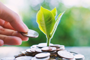 El para kazık blurr üzerinde büyüyen bitki için yazı tura kaydetme