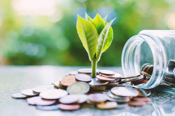 Planta que crece a partir de monedas fuera del frasco de vidrio en verde borroso —  Fotos de Stock