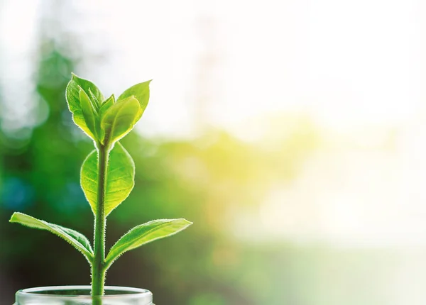 Planten groeien uit de glazen pot — Stockfoto