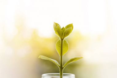 Üzerinde doğal arka plan bulanık cam kavanozdan büyüyen bitki