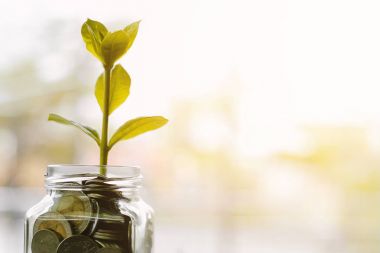 Cam Kavanoz içinde paralar üzerinden bulanık doğal bac üzerinde büyüyen bitki