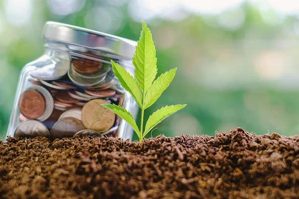 Plant growing from soil with coin in the glass jar against blurr