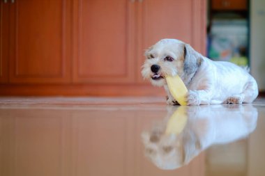 Yavru beyaz kısa saç Shih tzu köpek mango kemirmek mutludur