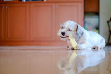 Yavru beyaz kısa saç Shih tzu köpek mango kemirmek mutludur