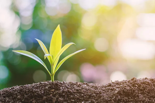 Planta que cresce a partir do solo contra fundo natural verde desfocado — Fotografia de Stock