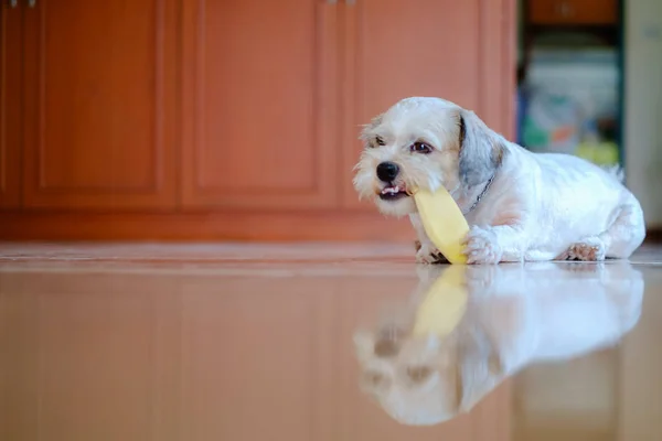 Yavru beyaz kısa saç Shih tzu köpek mango kemirmek mutludur