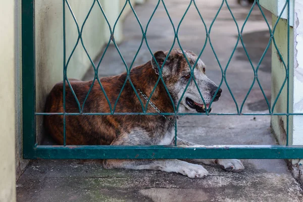 Thai dog in cage