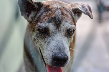 Evde beslenen hayvan konsepti için kafeste Tay köpek