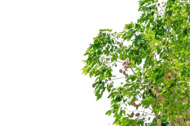 Beyaz arkaplanda izole edilmiş ağaç