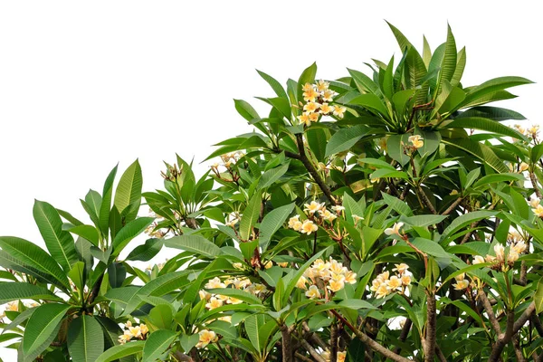 Frangipani ou Plumeria isolé sur fond blanc — Photo