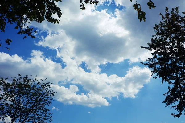 Top Tree Branches Blue Sky Background Nature Environment Concept — Stock Photo, Image