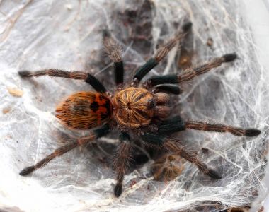 büyük örümcek tarantula