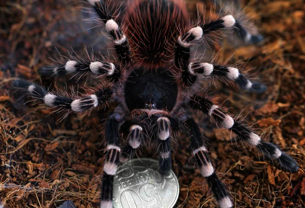 Tarántula beatifull proteger de la moneda — Foto de Stock