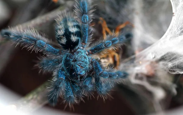Szép kék pók. — Stock Fotó