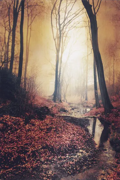 Sunrise Autumn Forest Brook — Stock Photo, Image