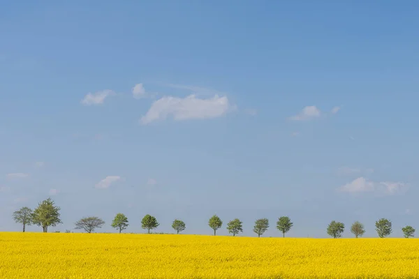 Baumreihe Mit Blühendem Rapsfeld Vordergrund — Stockfoto
