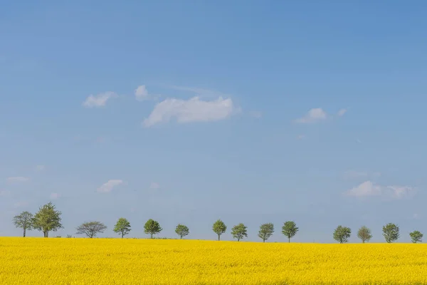 Řada Stromů Kvetoucí Pole Řepky Popředí — Stock fotografie