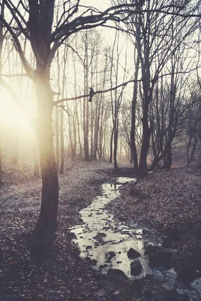 Lever de soleil dans la forêt d'hiver — Photo