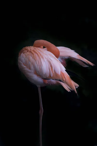Фламинго стоит на одной ноге — стоковое фото