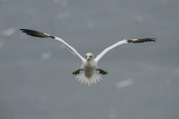 Fliegender Basstölpel — Stockfoto