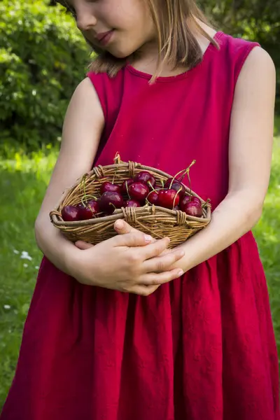 Little girl holding basket of cherries — Stock Photo, Image