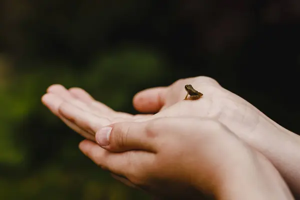Hands holding tiny frog — Stock Photo, Image