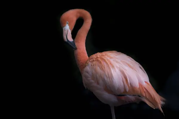 Närbild på rosa flamingo — Stockfoto