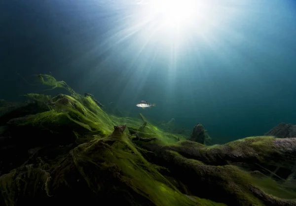 Europäischer Barsch im Gosausee — Stockfoto