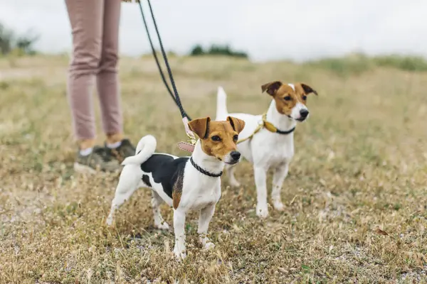 Woman standing with two dogs — Stock Photo, Image