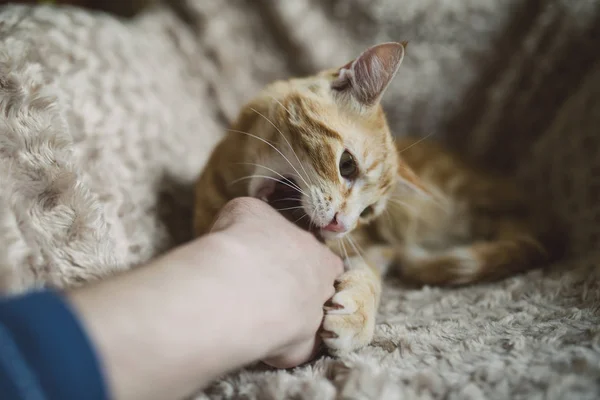 Cyperse kat bijt hand — Stockfoto