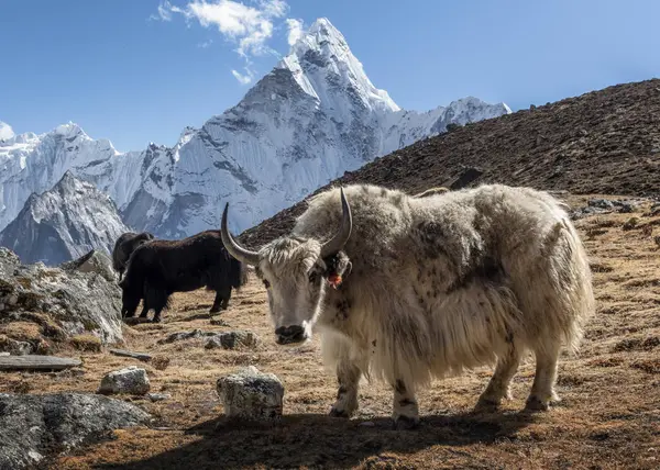 Vue Des Yaks Montagne Avec Moun Sur Fond — Photo