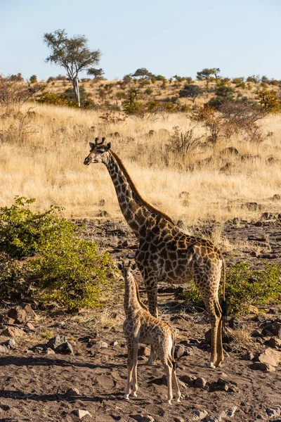 Botswana Tuli Block Giraf Met Kalf Staan Natuur — Stockfoto