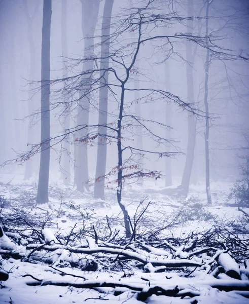 Kale Bomen Winter Mistige Bos — Stockfoto