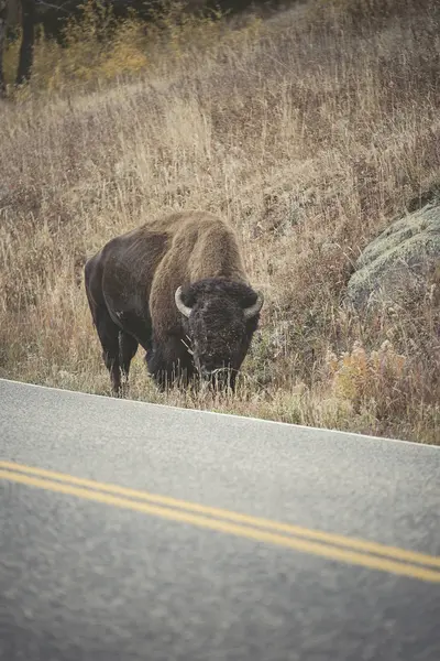 Usa Yellowstone National Park Bison Standing Roadside — Stock Photo, Image