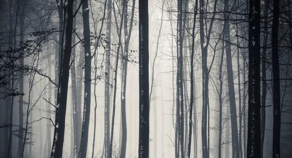 Kmeny Stromů Mlhou Les Zimě — Stock fotografie