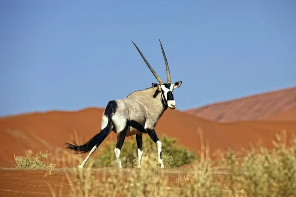 アフリカの砂漠でゲムズボック — ストック写真
