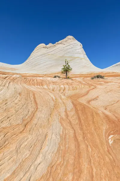 アメリカ合衆国 アメリカ合衆国 南西部 ユタ州 カナン山色砂岩の Hildale ホワイト ドームと水渓谷へのハイキング — ストック写真