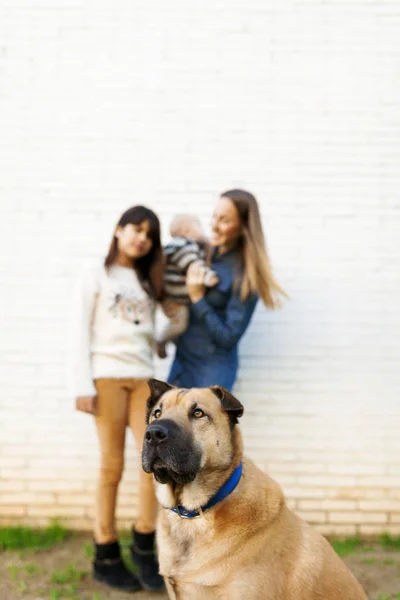 Vue Jour Chien Avec Jeune Femme Enfants Arrière Plan — Photo