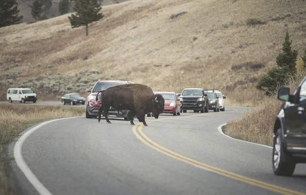 Usa Yellowstone National Park Bison Crossing Road — Stock Photo, Image