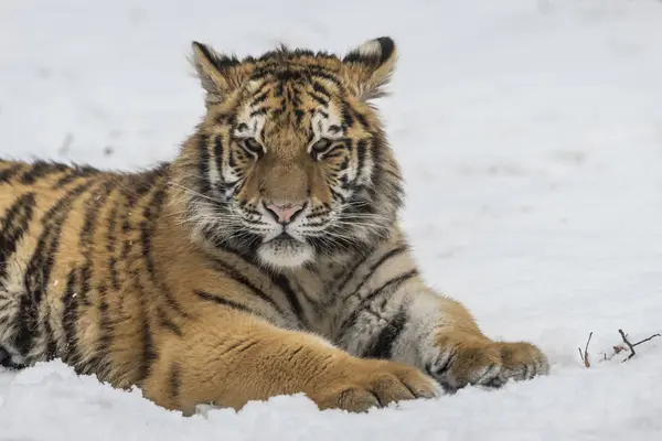 Tigre Siberiano Bosque Nevado Invierno Durante Día —  Fotos de Stock