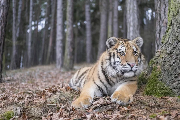 Siberian Tiger Snowy Winter Forest Daytime — Stock Photo, Image