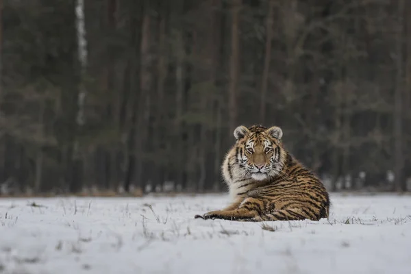 Sibirisk Tiger Snörik Vinter Skog Dagtid — Stockfoto