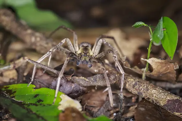 Крупним Планом Вид Блукаючого Павука Природному Середовищі Проживання — стокове фото