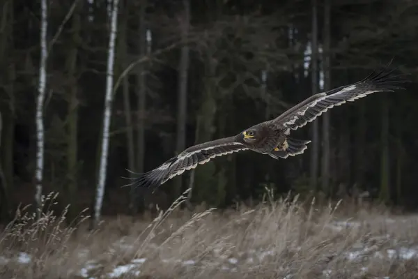 小斑点老鹰在野外飞行 — 图库照片