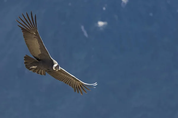 Peru Andes Chivay Colca Canyon Andean Condor Flying — Stock Photo, Image