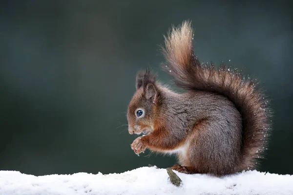 Ardilla Roja Euroasiática Sciurus Vulgaris Nieve — Foto de Stock