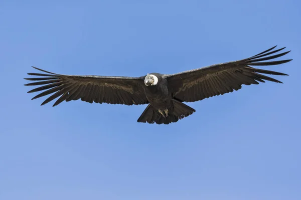 Nederkant Visa Andinska Condor Fågel Med Spred Vingar Flyger Blå — Stockfoto