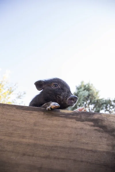 농장에 울타리에 기대어 돼지의 — 스톡 사진