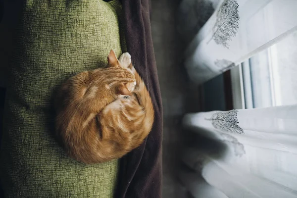Εναέρια Άποψη Του Ginger Γάτα Στον Ύπνο Κοντά Παράθυρο — Φωτογραφία Αρχείου